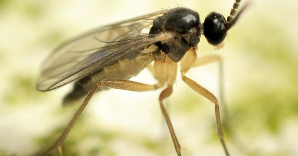 Trauermücken bekämpfen | Liebe Deinen Garten